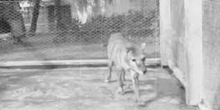 A blog dedicated to the thylacine or tasmanian tiger (thylacinus cynocephalus), the largest carnivorous marsupial to survive into historic times. The Last Known Footage Of A Living Thylacine Thylacine Extinct
