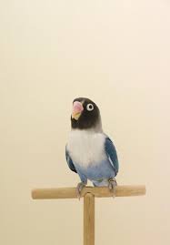 Love Bird 3 Goruntuler Ile Papaganlar Muhabbet Kuslari Kus