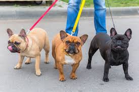 Find and adopt a pet on petfinder today. 10 Best French Bulldog Rescues For Adoption 2021 Our Top 10 Picks