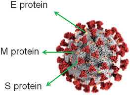 The Sars Cov 2 Coronavirus And The Covid 19 Outbreak