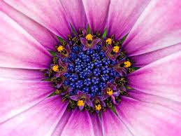 See more ideas about cute wallpapers, iphone wallpaper, wallpaper backgrounds. Beautiful Unique Flowers Hd Wallpaper