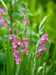 Flower Love Gladiolus Wendy Kremer On Flickr Gladiolus Flowers Flickr