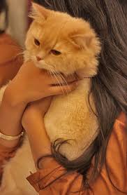 pin by roro on خلفيات جلكسي وخلفيات ايفون colourful wallpaper iphone i love cats animal lover