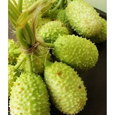 Image result for Cucumis anguria