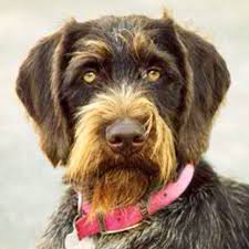 German Wired Hair Pointer Beautiful German Wirehaired Pointer Dogs Pointer Puppies