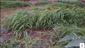 Image result for Echinochloa pyramidalis