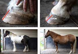 The Barefoot Horse Magazine Should We Care How Long It Takes A Horse To Grow A New Hoof Firstly It Is Extremely Likely That A Vast Majority Of Domestic Horses On