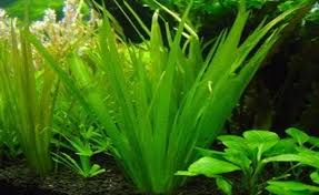 Image result for Blyxa aubertii