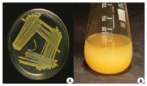 Culture Characteristics Of M Luteus Strain Baa2 A Growth