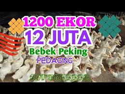 Kandang berkualitas akan menghasilkan ternak yang unggul. Bebek Peking 1200 Ekor Kandang Lesehan Bersih Sehat Youtube