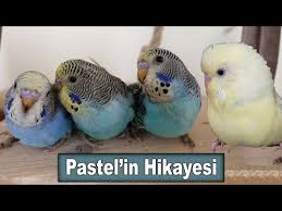Sahibine Sinirlenip Kufur Eden Muhabbet Kusu 18 Youtube