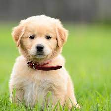 Currently, golden retriever price is around $800 for one pet puppy, on the average. Golden Retriever Pdsa