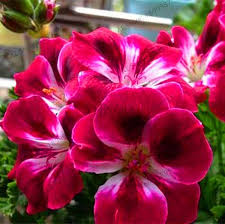 Image result for Pelargonium apetalum