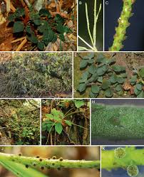 Image result for Peperomia fernandopoiana