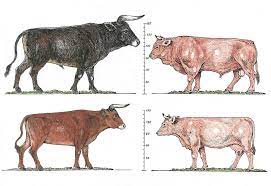 Cattle Domestication From Aurochs To Cow Fifteeneightyfour Cambridge University Press