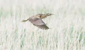 The5goldenrulesare 1.besafe,planahead andfollowanysigns 2.leavegatesand propertyasyou findthem 3.protectplantsand animals,takeyour litterhome 4.keepdogsonlead andunderclose control 5.considerother people Breeding Success For Rare Birds In South Wales