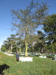 Image result for Acacia xanthophloea