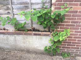 What about japanese knotweed removal by digging it out? Effective Removal Of Japanese Knotweed Professional Builder