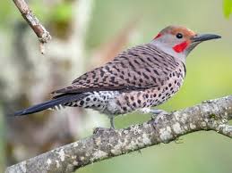 Males and young birds also have red markings on the neck or head. Northern Flicker Identification All About Birds Cornell Lab Of Ornithology