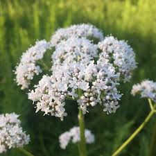 Image result for Valeriana capensis