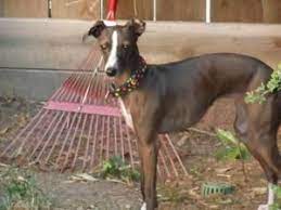 Adopt Gemma On Petfinder Italian Greyhound Rescue Grey Hound Dog Italian Greyhound Dog