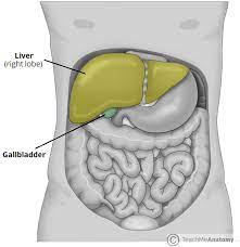 Create your own flashcards or choose from millions created by other students. The Gallbladder Biliary Tree Gallstones Teachmeanatomy