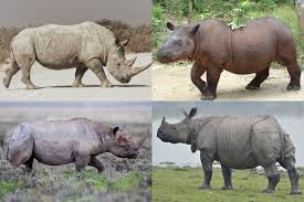 Check spelling or type a new query. Rhinoceros Wikipedia