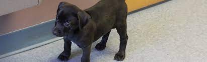The humane society of the united states joins the jones county sheriff's office and spca of wake county in the rescue of more than 80 dogs from a puppy mill. Labres