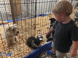 Check spelling or type a new query. Lifesaver Animal Adoption Event In Alexandria This Weekend