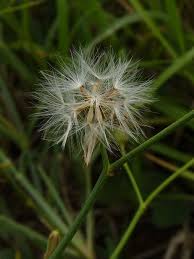 Image result for Launaea cornuta