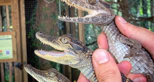 Check spelling or type a new query. Gator Week Returns To Wild Florida With Free Gator Park Admission And National Alligator Day Celebrations East Coast Current