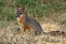 Once you've arrived on the island, by ferry or helicopter, an array of outdoor adventures awaits. Friends Of The Island Fox Channel Island Fox Update 2016