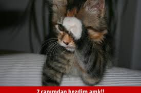 Internette Dolanan Kediler Uzerinden Donmus En Geyik 43 Caps Onedio Com