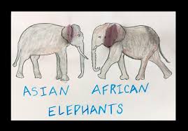 Search through 623,989 free printable colorings. Elephant Ears African Or Asian Crayola Com