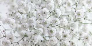 Check spelling or type a new query. Gypsophila Baby S Breath Plant Care Tips Horticulture Co Uk