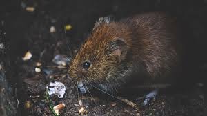 Make sure they are on your property. Can I Legally Kill Pests And Vermin On My Own Property Localsolicitors Com