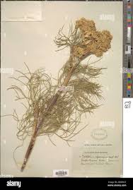 Image result for Diplolophium