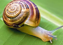 Marine invertebrates are animals without backbones that live in the ocean. 20 Differences Between Vertebrates And Invertebrates With Examples Viva Differences