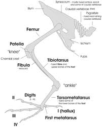 Find the perfect chicken bone stock illustrations from getty images. Bird Feet And Legs Wikipedia