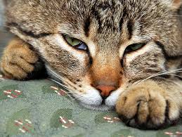 Maybe you would like to learn more about one of these? How Much Does A Cat Cost