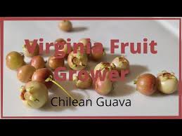 .pawpaw, tallahatchie pawpaw tree, ksu chappell pawpaw tree, leccino olive tree, star of crimea olive tree, universal olive tree, premier olive tree, imrpoved meyer lemon tree, kishu. Virginia Fruit Grower Litetube