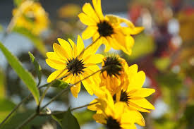 Birthday, love and romance, sympathy, get well, congratulations Jerusalem Artichoke Small Sunflower Yellow Flower Garden Flowering Jewish Potatoes Superpotravina Bio Pikist