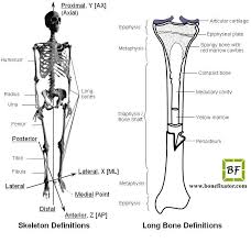 As shown in figure 2. Anatomy Of The Long Bone 1 2 Anatomy Bones Radius Bone