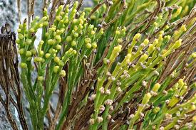 Image result for Psilotum nudum