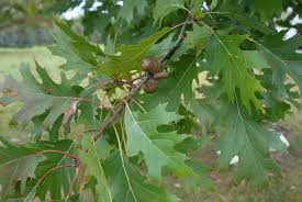 We did not find results for: Quercus Rubra Northern Red Oak Oaks Red Oak North Carolina Extension Gardener Plant Toolbox