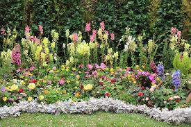 Blumen für garten sträucher garten frühling blumen seltene pflanzen exotische pflanzen fotos blumen gelbe blumen gartenblumen topfpflanzen. Bauerngarten Eine Auswahl Mehrjahriger Blumen