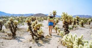 The cholla cactus garden sits directly along pinto basin road, and has it's own parking area. The Best Joshua Tree Photo Spots Le Wild Explorer