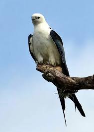 Birds Of Prey Cape Cod Pin By Patricia Moon Tapper On Birds Raptors Bird Birds Of Prey Bird