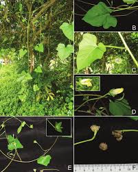 Image result for Hewittia malabarica