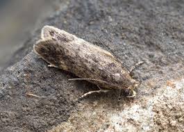 Image result for Bryotropha similis